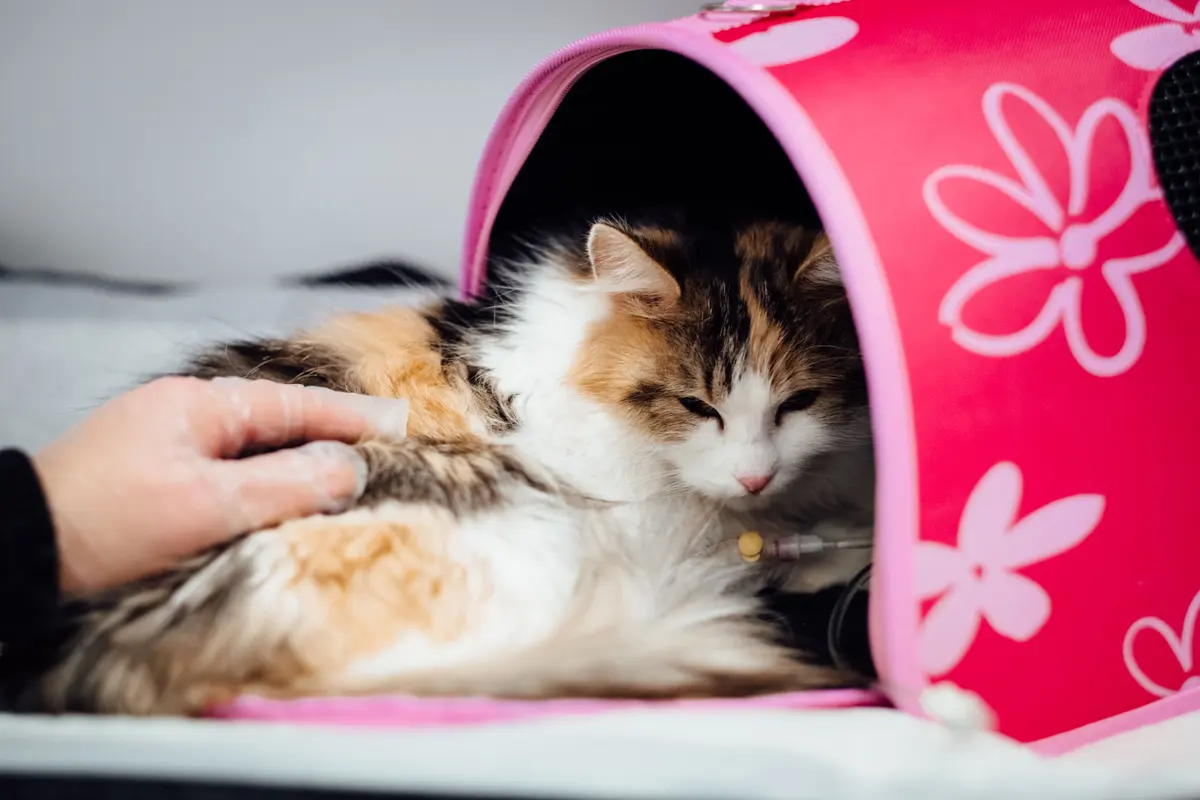 A calico cat resting in a soft pink carrier while a hand strokes its back