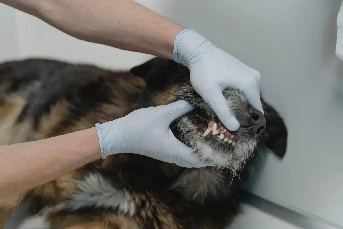 Gloved hands lifting a dog's lip to check its teeth and gums