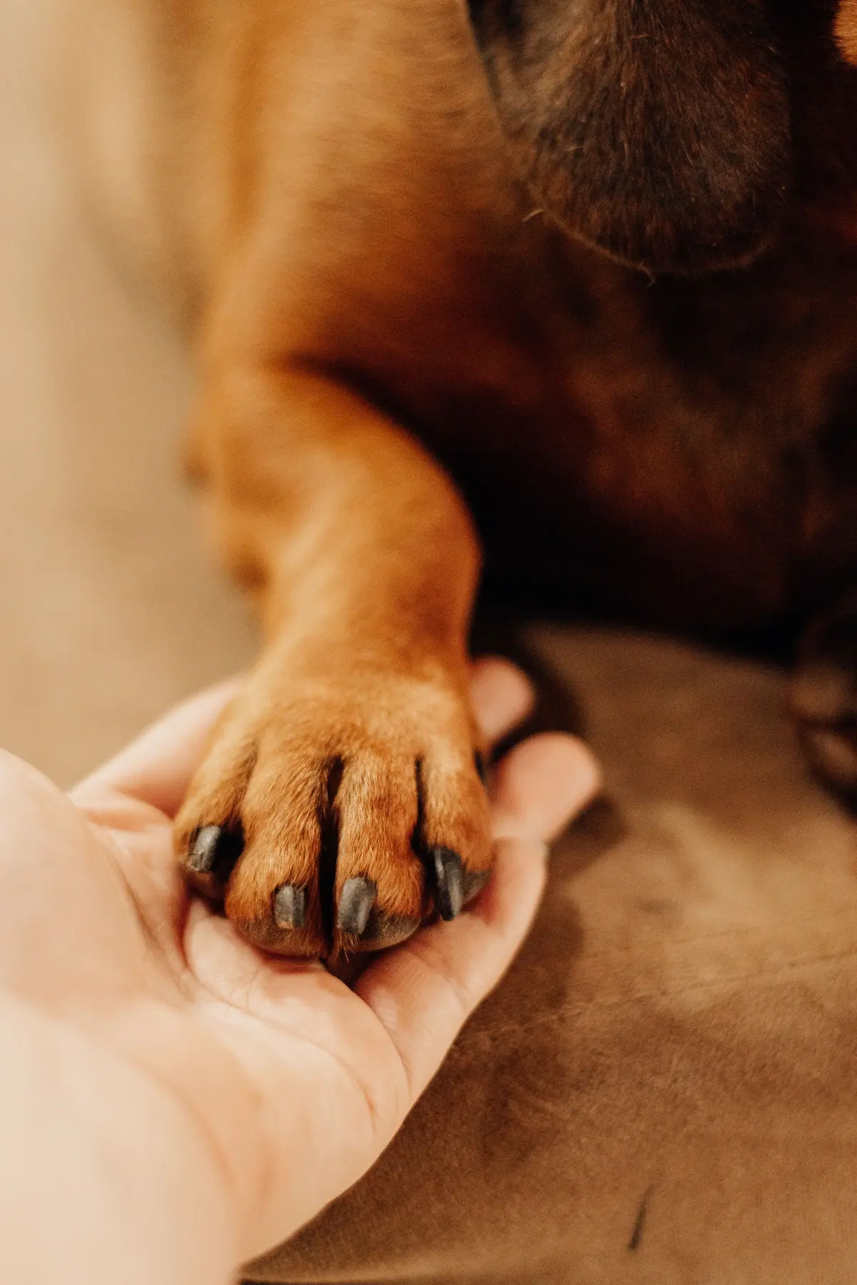 A person's open hand holding a dog's paw