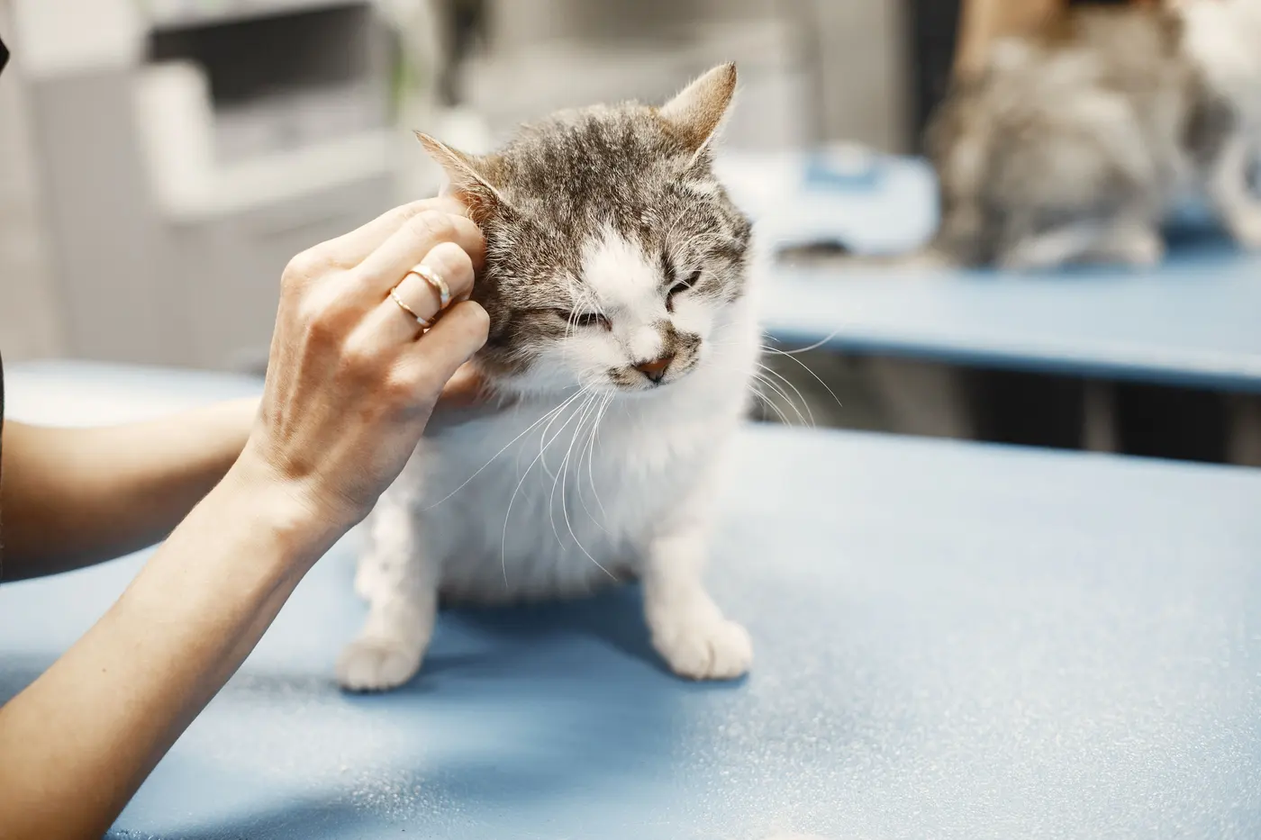 A gray and white cat with its eyes half closed while a hand gently holds its ear on an exam table
