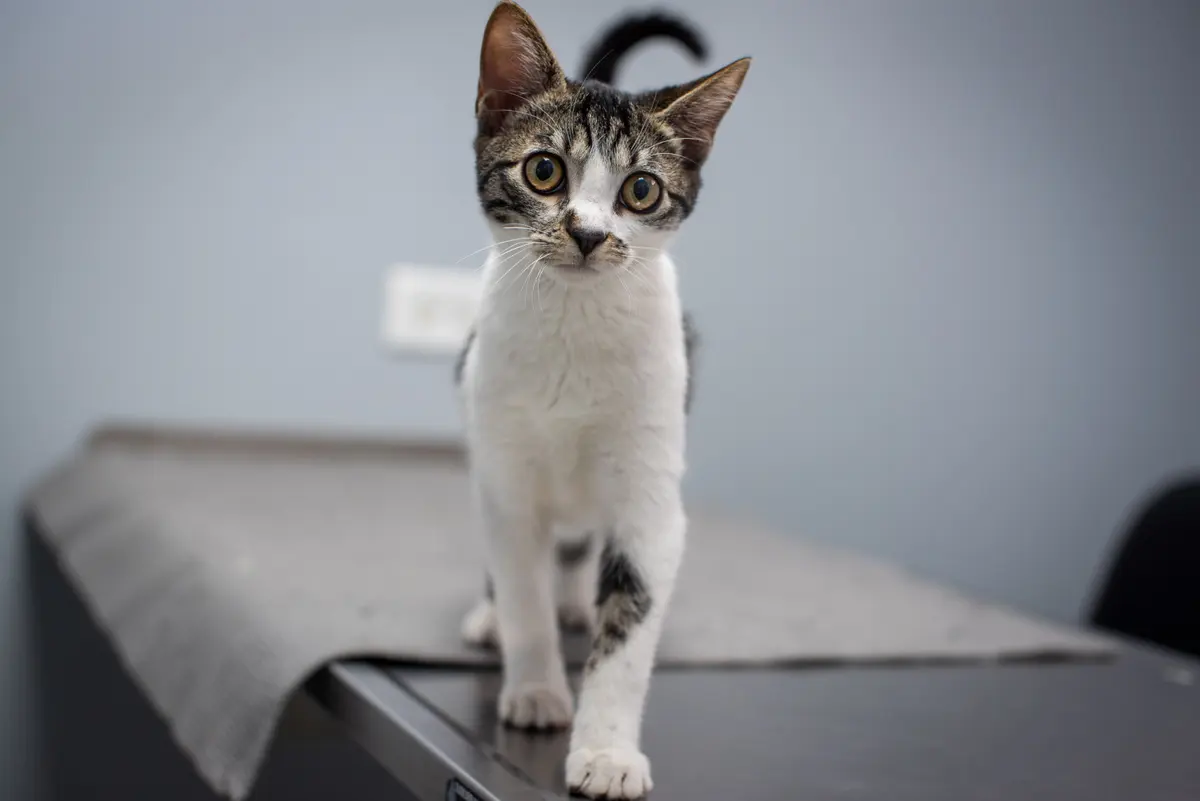 A tabby and white kitten standing on a covered exam table, looking at the camera