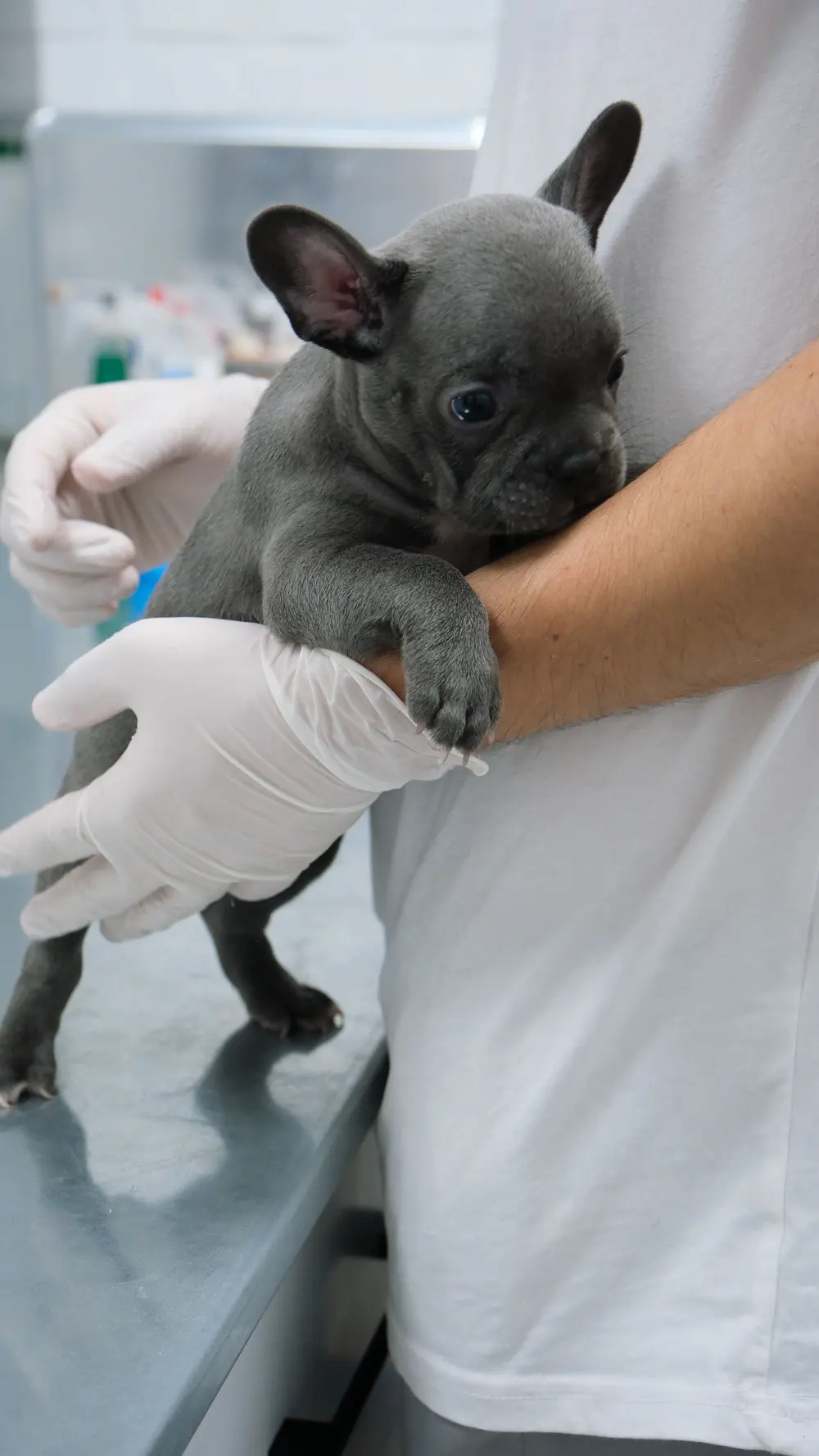 A gray French bulldog puppy held in gloved hands on an exam table