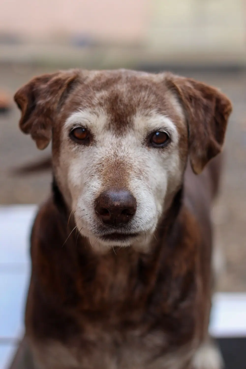 Close portrait of an older chocolate Labrador with a gray muzzle