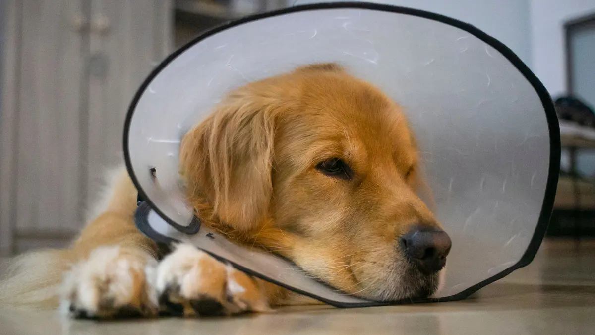 A golden retriever wearing a clear recovery cone, resting with its head on the floor