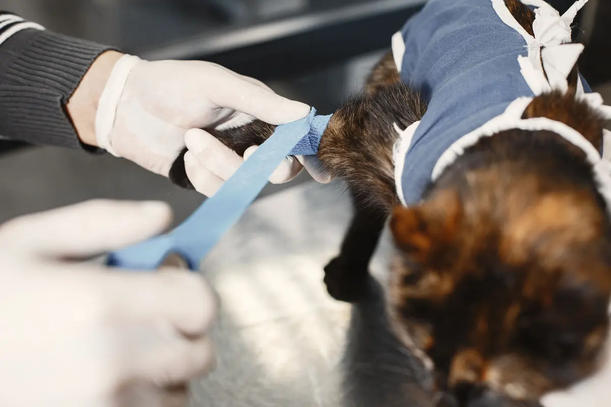 Gloved hands wrapping a bandage around a cat's front leg after a procedure