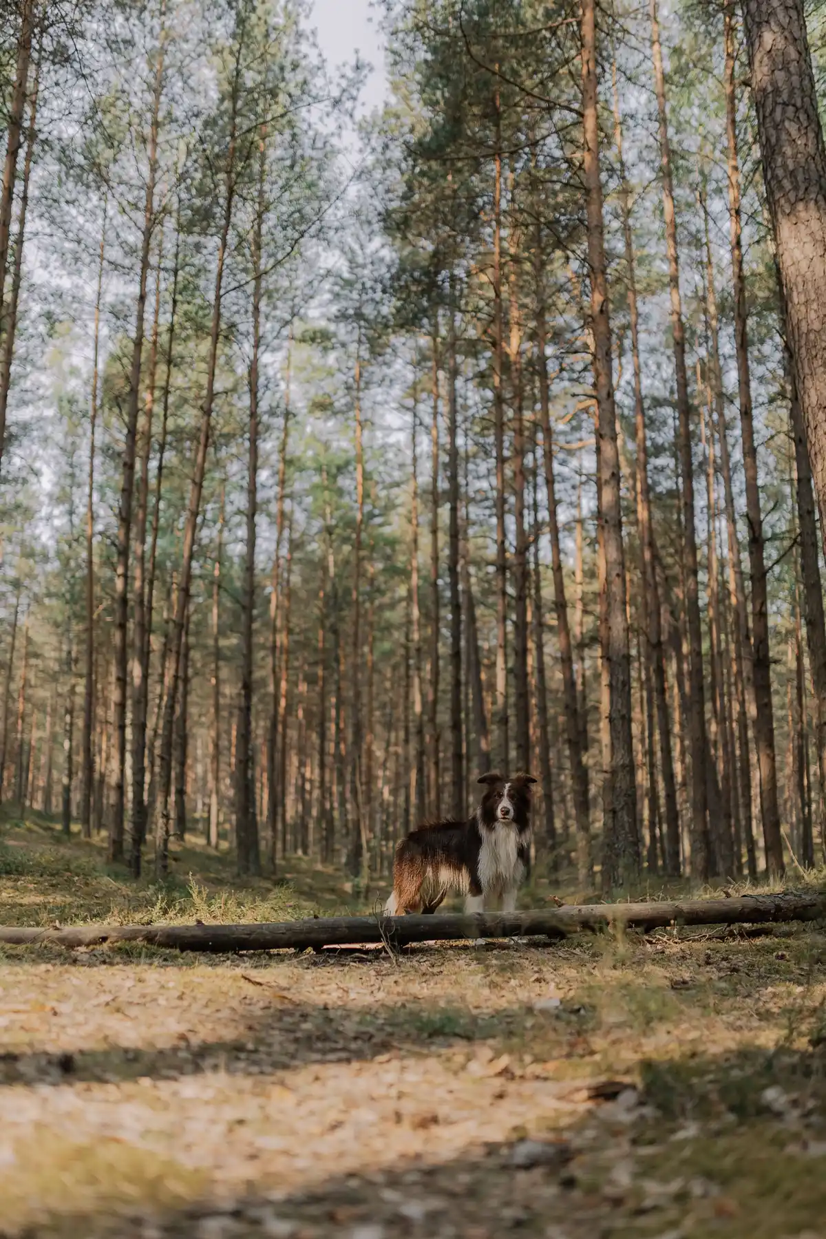 A black and white dog standing on a trail among tall pine trees