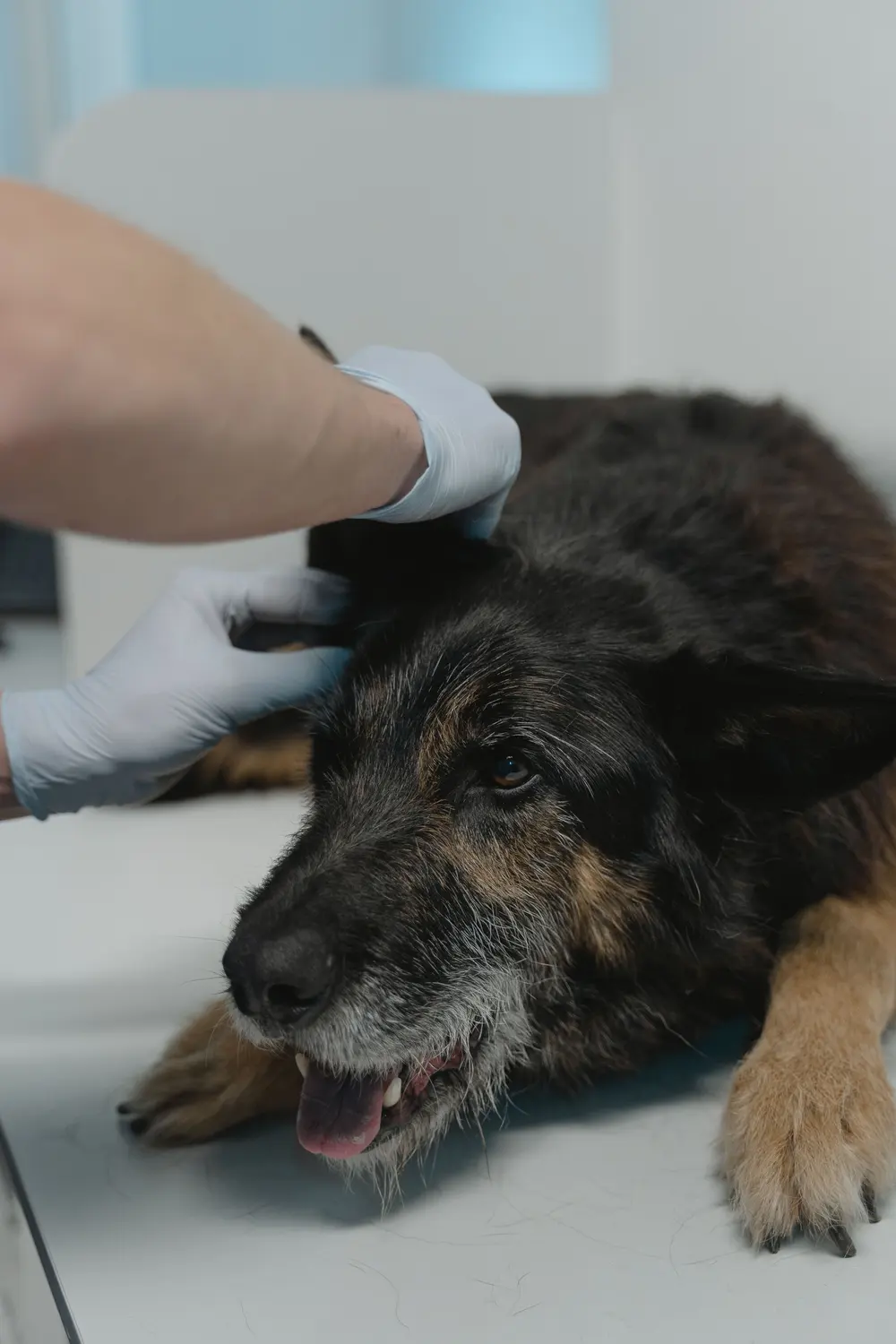 A gloved hand resting on the head of a scruffy older dog lying on an exam table